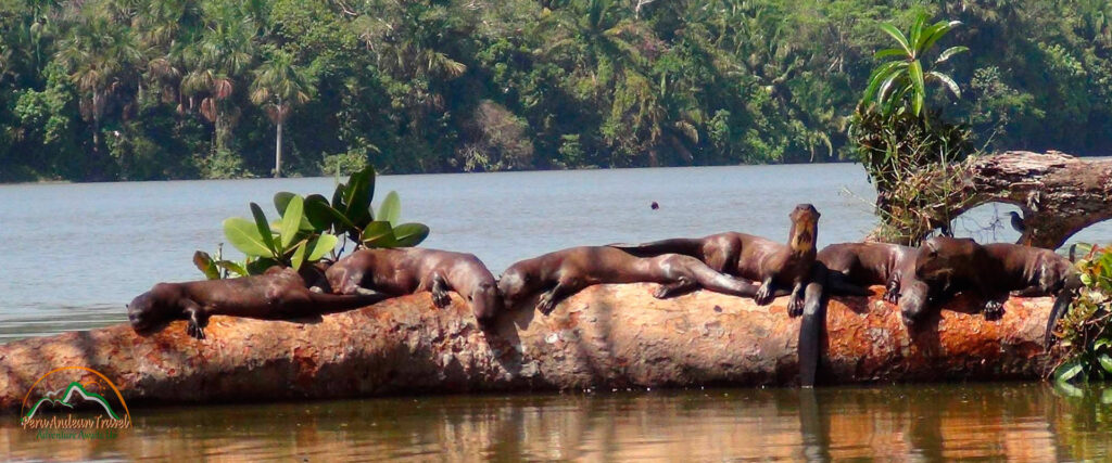Best Time to Travel to Tambopata