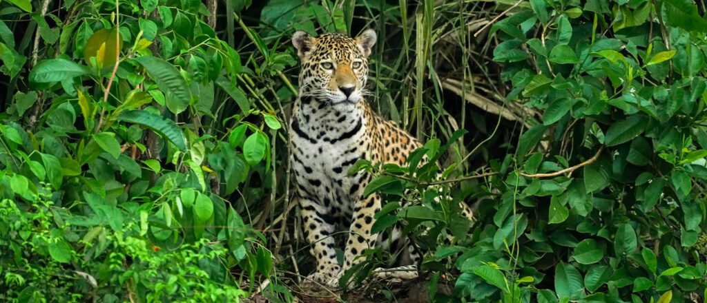 wildlife of Manu National Park