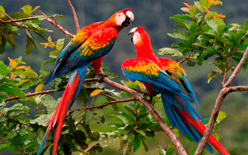 wildlife of Manu National Park