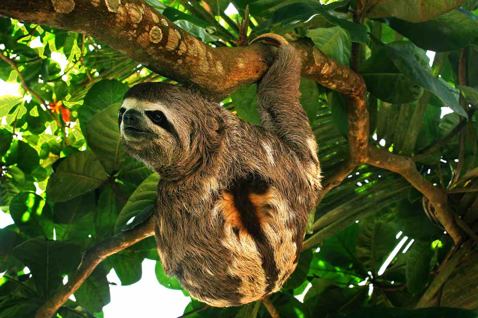 Biodiversity of Manu National Park