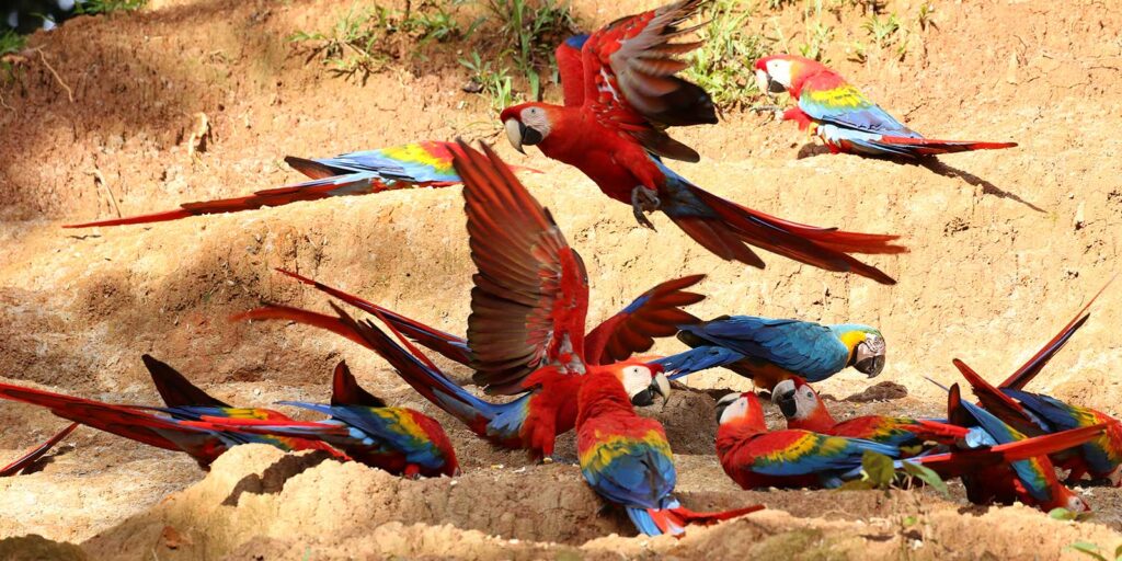 Trip to the Macaw Clay Lick in Tambopata 