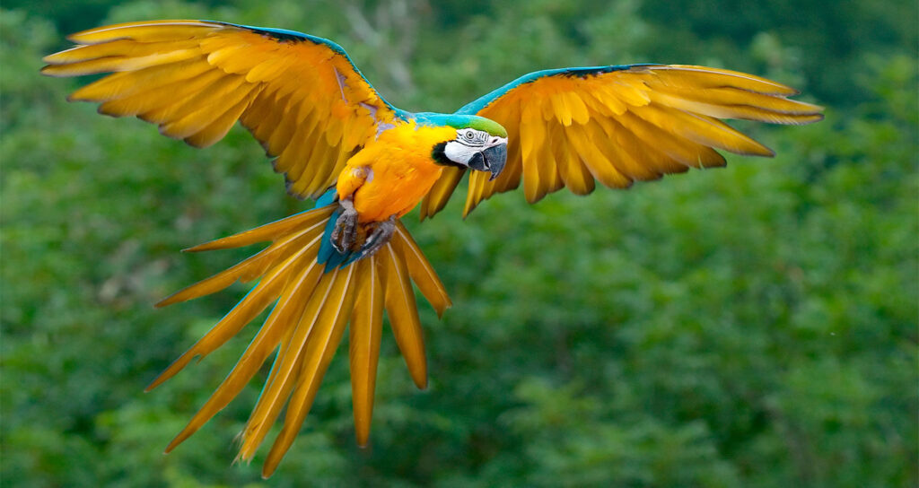 Macaw