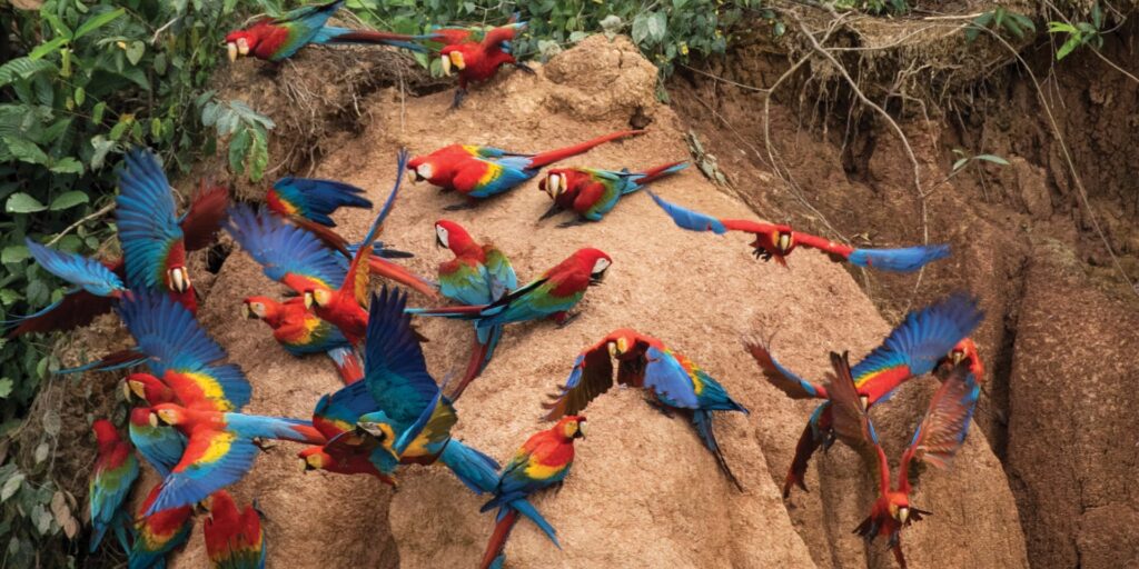 Trip to the Macaw Clay Lick in Tambopata 