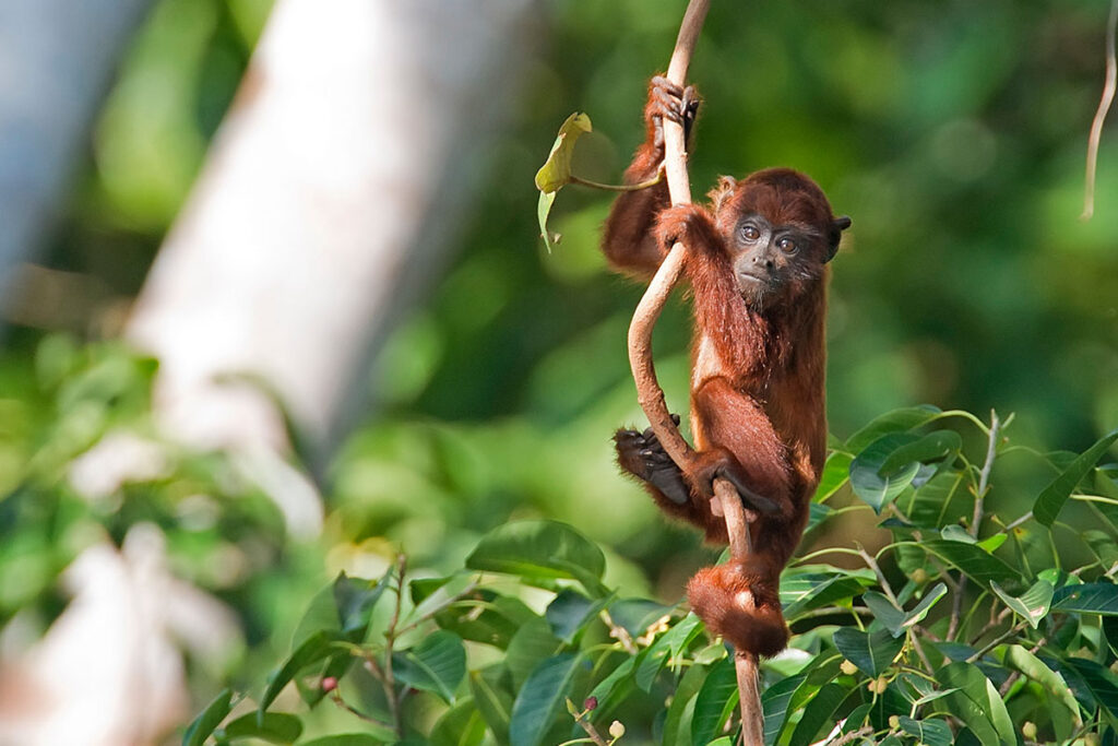 trips to the Peruvian Amazon