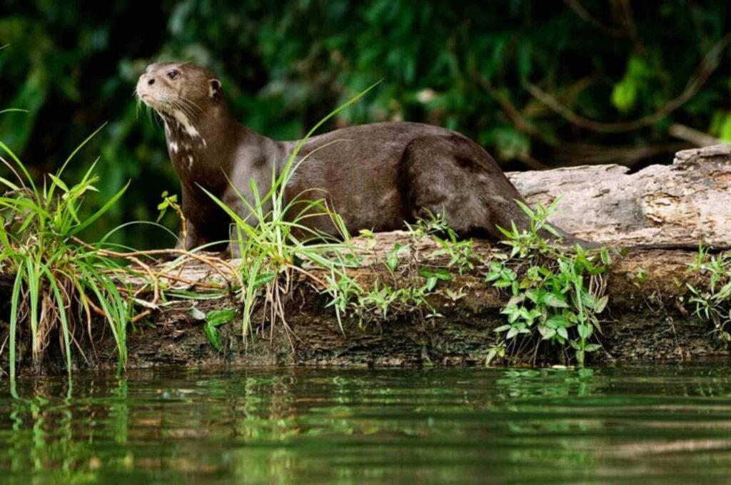 Trips to the Iquitos jungle