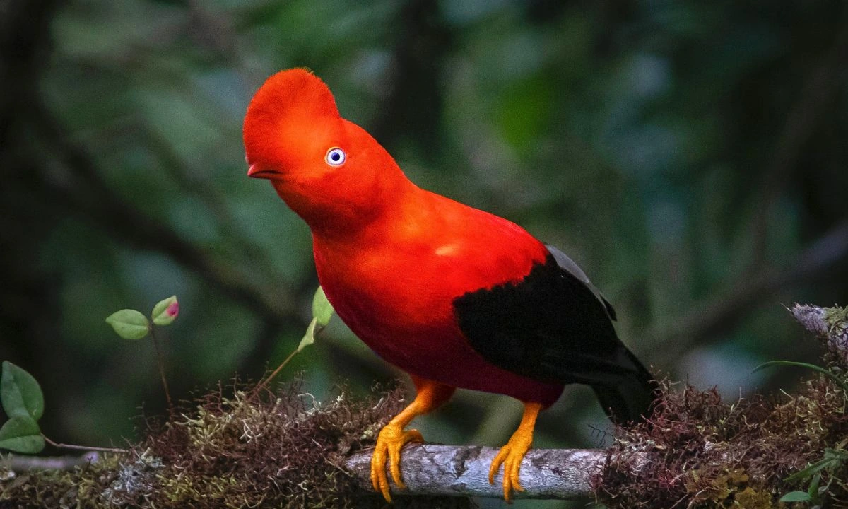 Cock-of-the-rock – National Bird of Peru – Manu National Park