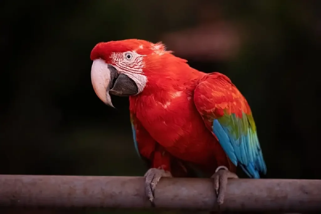 red-and-green macaws in the Tambopata Reserve