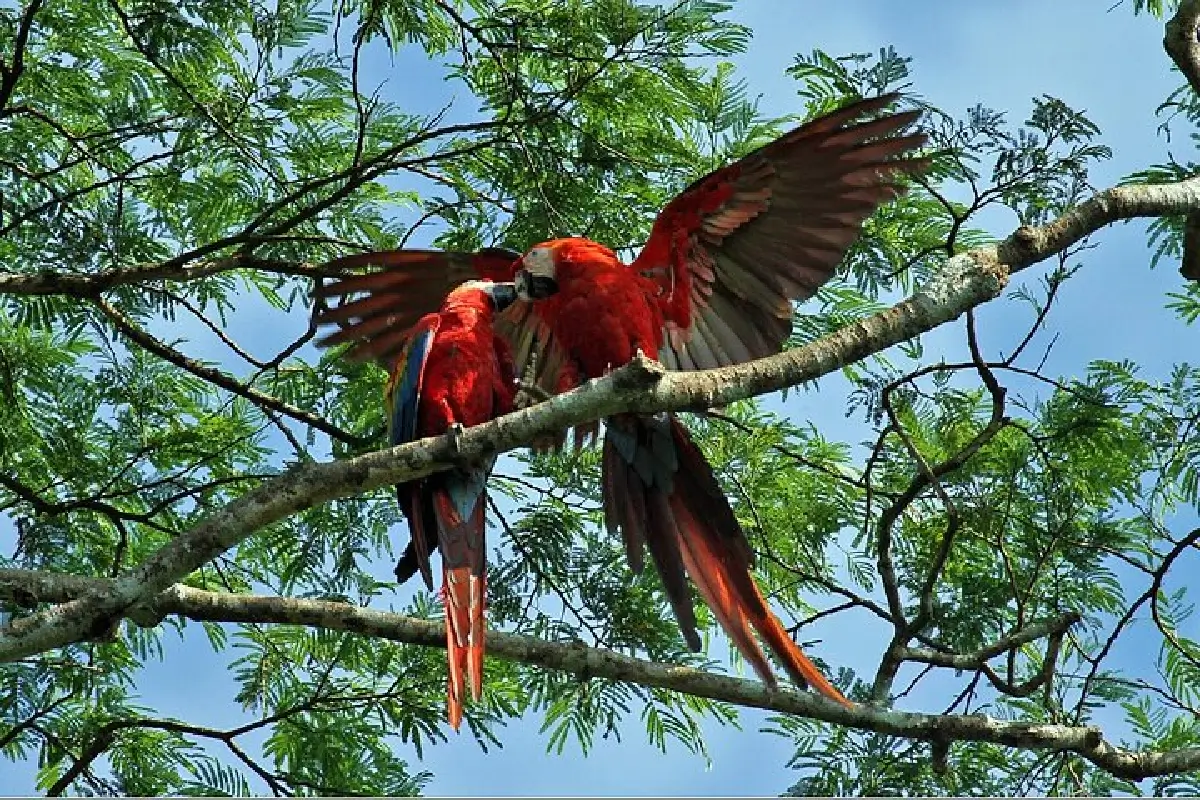 Guacamayo rojo y verde in Amazon (2)