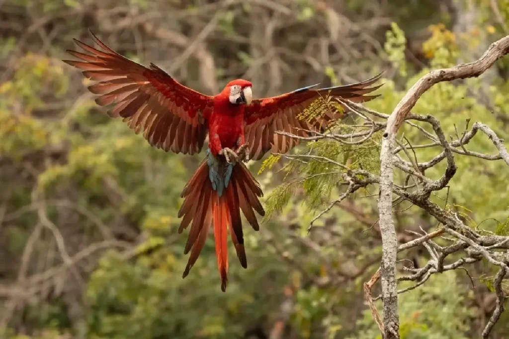 red-and-green macaws in the Tambopata Reserve