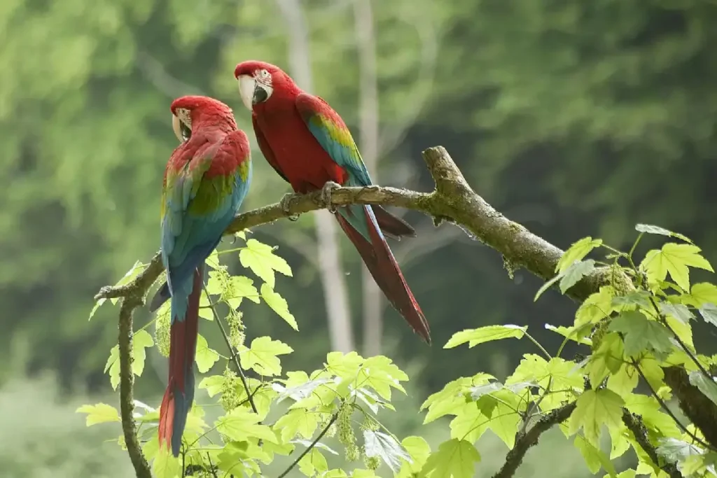 red-and-green macaws in the Tambopata Reserve
